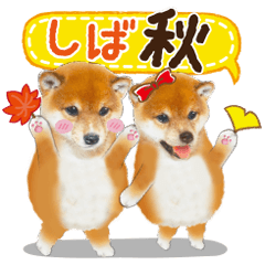 [LINEスタンプ] かわいい犬たち❤️よく使う秋❤︎しばけん