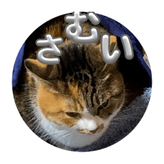 [LINEスタンプ] 猫違います猫ちゃんです