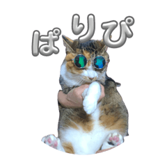 [LINEスタンプ] 猫違います猫ちゃんです 1
