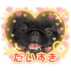 [LINEスタンプ] こいぬさまペキニーズの丹後❤️