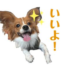 [LINEスタンプ] パピヨン(ぽんちゃん)