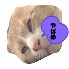 [LINEスタンプ] 我が家はねこまみれ4