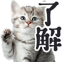 [LINEスタンプ] デカ文字リアルな子猫ミーム（やさしい毎日