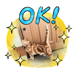 [LINEスタンプ] いつでも猫と一緒 秋冬バージョン