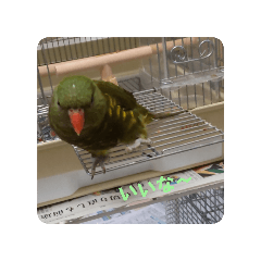 [LINEスタンプ] プイの鳥4