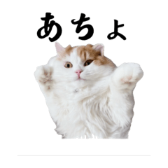 [LINEスタンプ] にゃんことこども