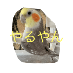 [LINEスタンプ] おこめ（オカメインコ）第二弾一般販売