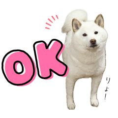 [LINEスタンプ] 〜毎日使える挨拶〜柴犬りく。