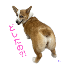 [LINEスタンプ] コーギーとその仲間達4