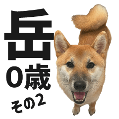 [LINEスタンプ] 柴犬の岳 0歳 その2