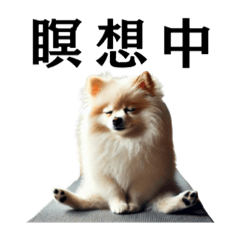 [LINEスタンプ] ポメの非日常スタンプ