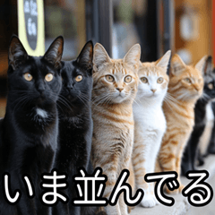 [LINEスタンプ] かわいい猫の待ち合わせ(連絡・報告・外出)の画像（メイン）