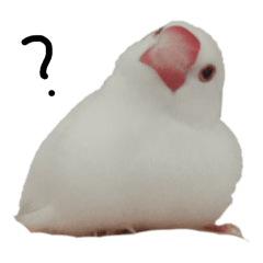 [LINEスタンプ] こっちゃんすたんぷ（文鳥）