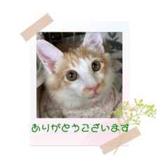 [LINEスタンプ] がんばってるミィくん