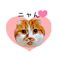 [LINEスタンプ] スコティッシュフォールドの猫ちゃん（実写