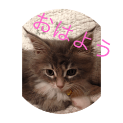 [LINEスタンプ] かわいい猫のスタンプ①