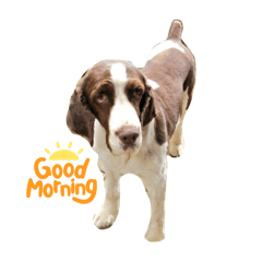 [LINEスタンプ] イングリッシュスプリンガースパニエル（犬