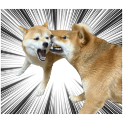 [LINEスタンプ] 柴犬の姉弟-サクラと将太郎-