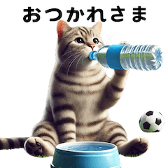 [LINEスタンプ] サッカー大好き猫の日常会話スタンプの画像（メイン）