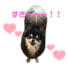 [LINEスタンプ] 愛犬ちょこのほんわかスタンプ3