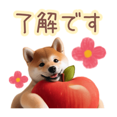 [LINEスタンプ] 日常会話スイーツを抱きしめる柴犬（敬語）