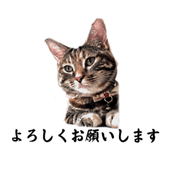 [LINEスタンプ] くるみさんの絵画風スタンプ丁寧語、敬語