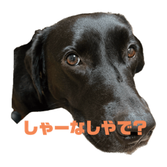 [LINEスタンプ] 黒ラブ(ベル①)