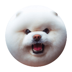 [LINEスタンプ] fluffy dog～もふもふな犬におまかせ～