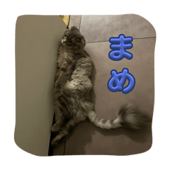 [LINEスタンプ] ごまとまめのあいさつ