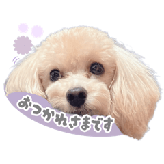 [LINEスタンプ] マルプーのらんまる♡