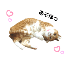 [LINEスタンプ] 日常で使えるネコスタンプ[にごうちゃん]1