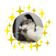 [LINEスタンプ] にゃは2手舐めシリーズ