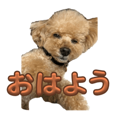 [LINEスタンプ] さーふくんすたんぷ