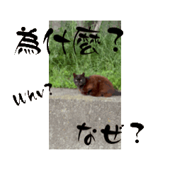 [LINEスタンプ] 散歩道の仲間たち