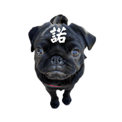 [LINEスタンプ] パグ犬きなこ＆あんこ2