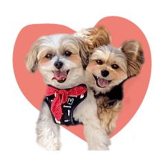[LINEスタンプ] ミックス犬「もこ＆ルナ」