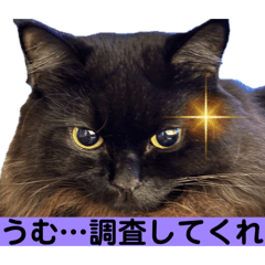 [LINEスタンプ] 黒猫 ルナ院長158にゃんめ