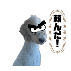 [LINEスタンプ] 愛犬アリーの日常