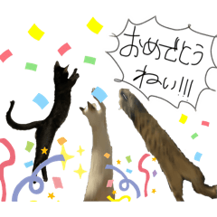 [LINEスタンプ] お酒とネコ好きな日常会話13