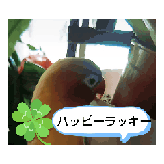 [LINEスタンプ] 毎日使える動画のインコ[ハッピ―トマト】