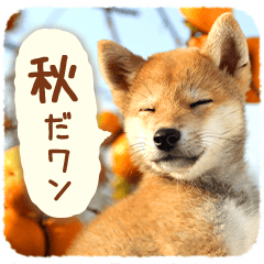 [LINEスタンプ] ほっこり♪秋の柴犬だワン！