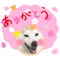 [LINEスタンプ] 柴犬と猫⑧