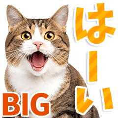 [LINEスタンプ] 【BIG】猫写真❤カラフルな基本の会話