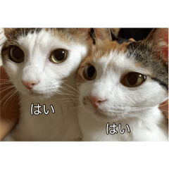 [LINEスタンプ] ねこのニコとニケ（つかえる）