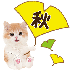 [LINEスタンプ] かわいい猫たち❤️よく使う秋❤︎ニャンコ