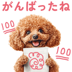 [LINEスタンプ] 便利なお祝いの言葉とトイプードルの画像（メイン）