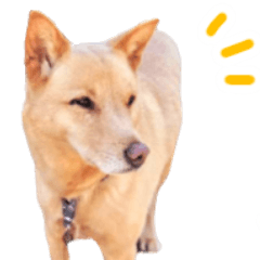 [LINEスタンプ] 愛しい犬 タイガ