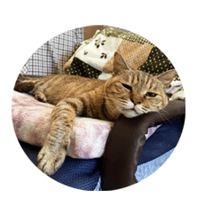 [LINEスタンプ] 川口家の猫2