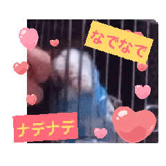 [LINEスタンプ] ついに動く！インコのりりちゃん