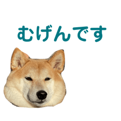 [LINEスタンプ] 柴犬のむげん君1